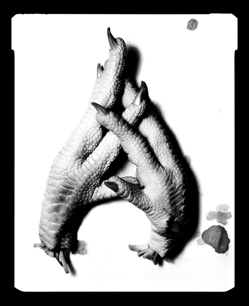 Chicken Feet