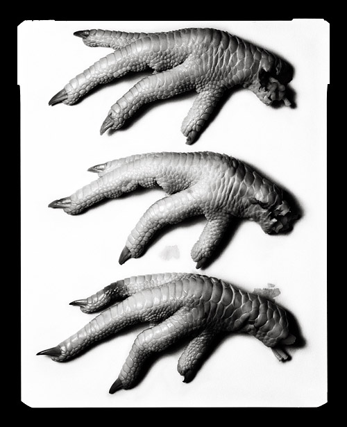 Chicken Feet