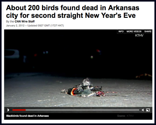 Dead Blackbirds