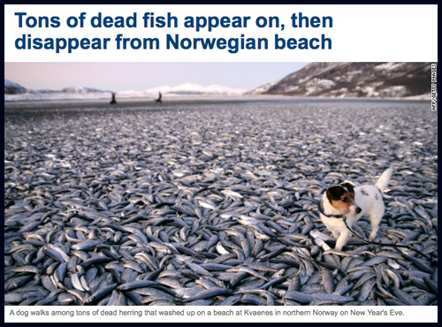Dead Fish