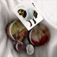 Dog Picture