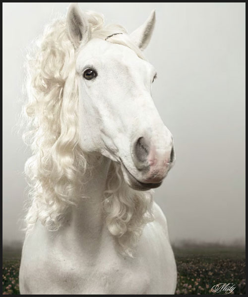 Horse Hair