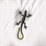 Lizard