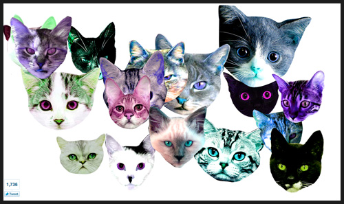 Meow Mania