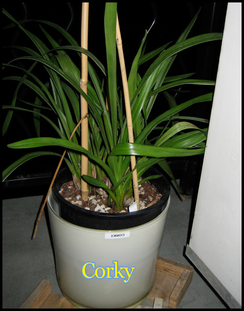 Our plants