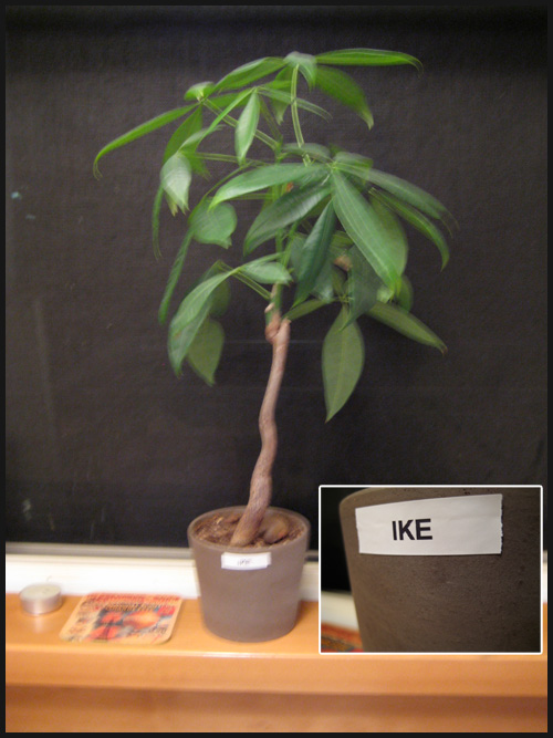 Our plants