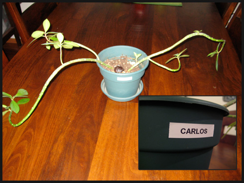 Our plants