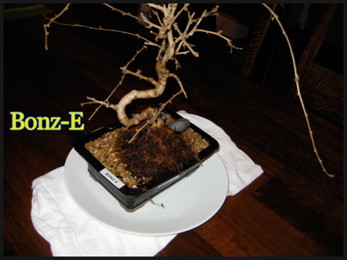 Our plants