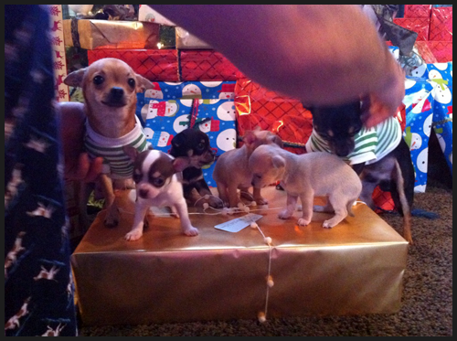 Puppies