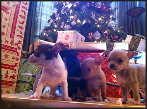 Puppies