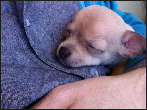 Puppies