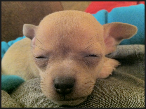 Puppies
