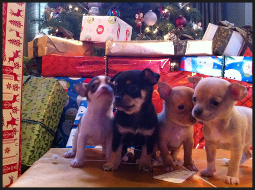 Puppies