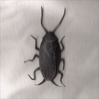 Fake Cockroach