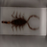 Scorpian
