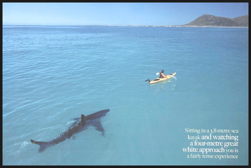 Shark Approaching
