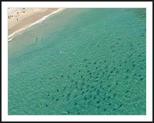 Sharks On Coast