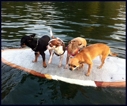 Surf Dogs
