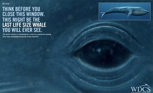 Whale